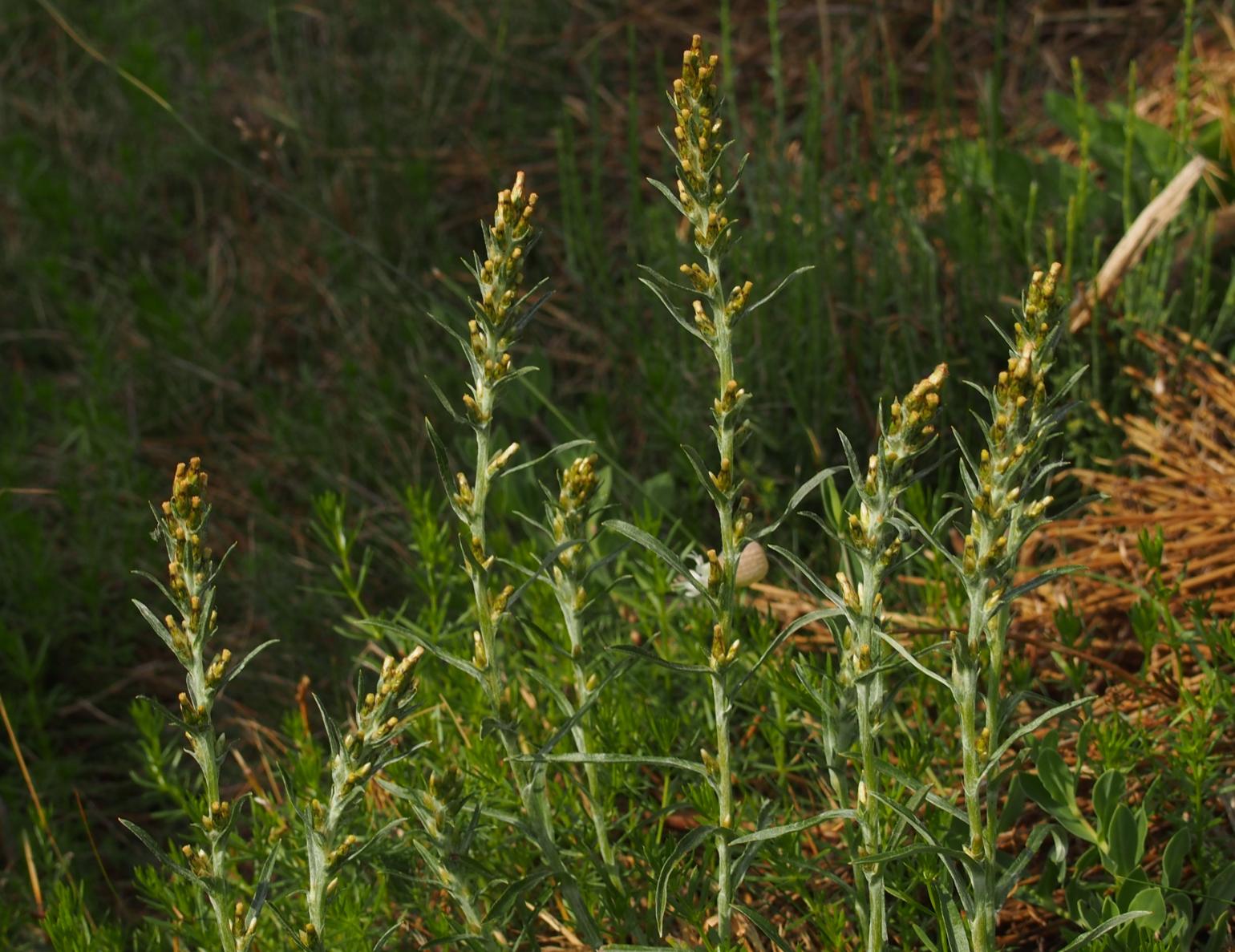 Cudweed, Wood